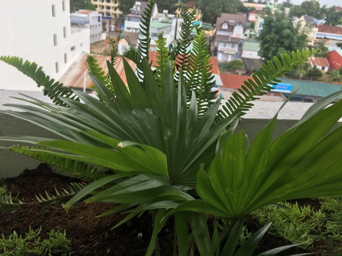 Ivy Hotel Dalat Экстерьер фото